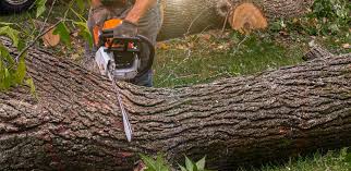 How Our Tree Care Process Works  in  Franklin Park, FL