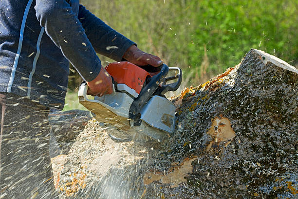 Grass Overseeding in Franklin Park, FL